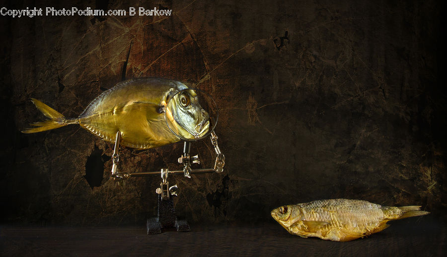 Sea Life, Carp, Fish, Astronomy, Outer Space, Space, Universe
