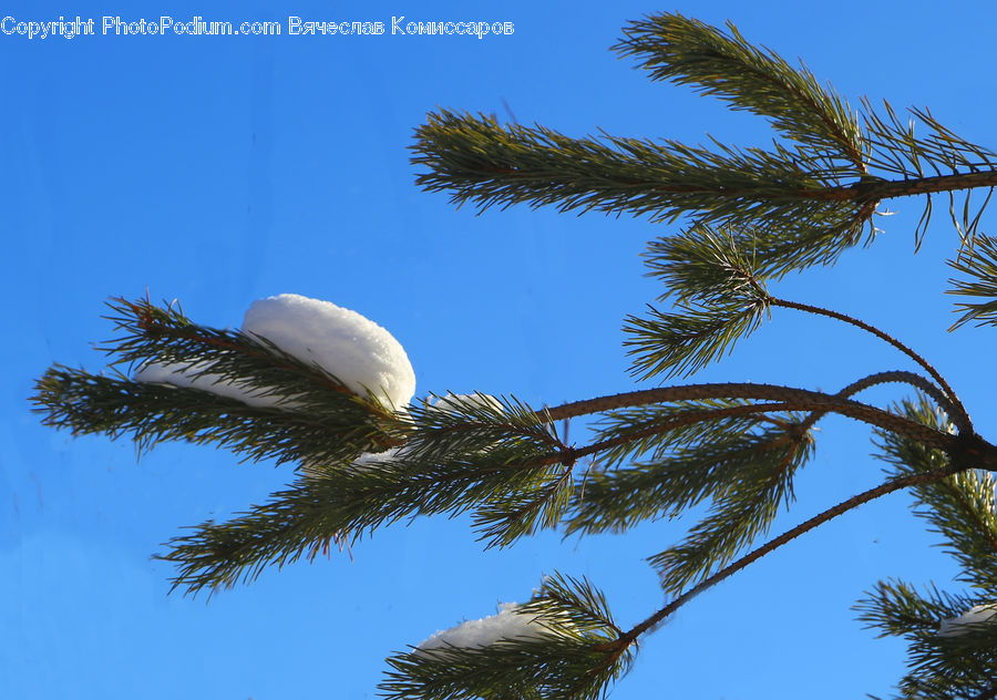 Conifer, Fir, Plant, Tree, Palm Tree, Spruce, Wood
