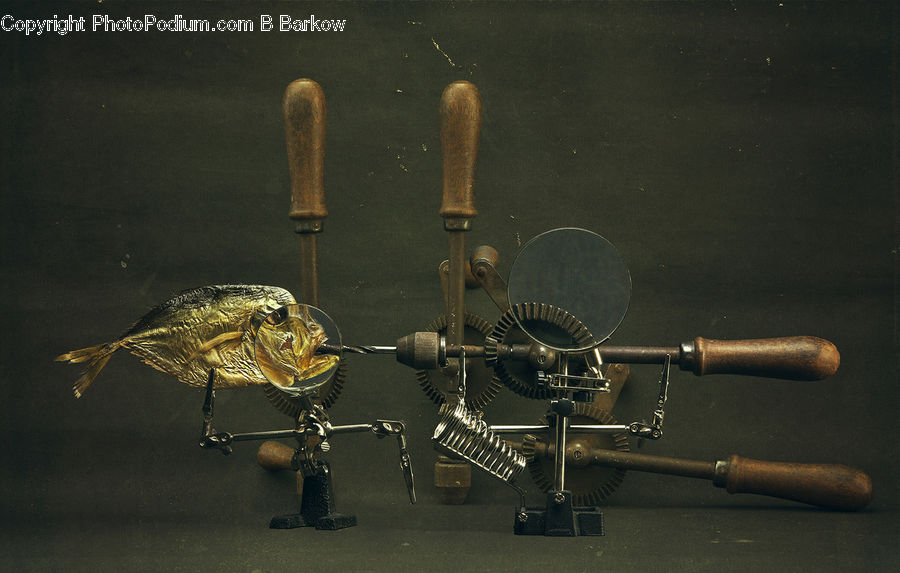 Asilidae, Insect, Fish, Pike, Sea Life