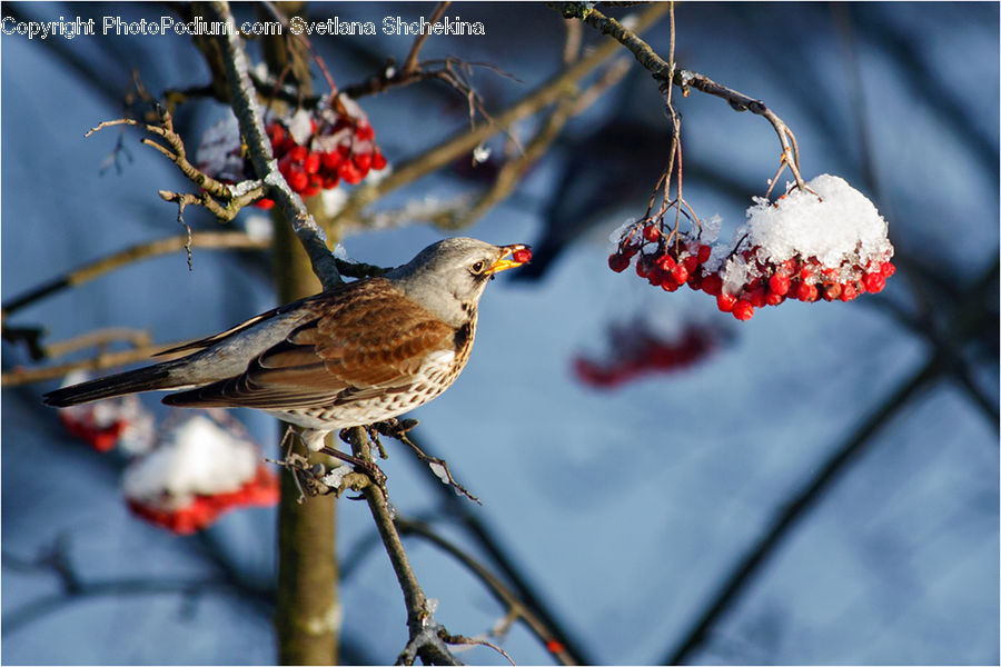 Bird, Blackbird, Finch, Oak, Sycamore, Tree, Tree Trunk