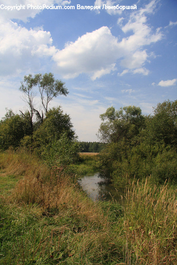 Outdoors, Pond, Water, Land, Marsh, Swamp, Field