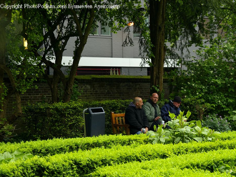 People, Person, Human, Bush, Plant, Vegetation, Tree
