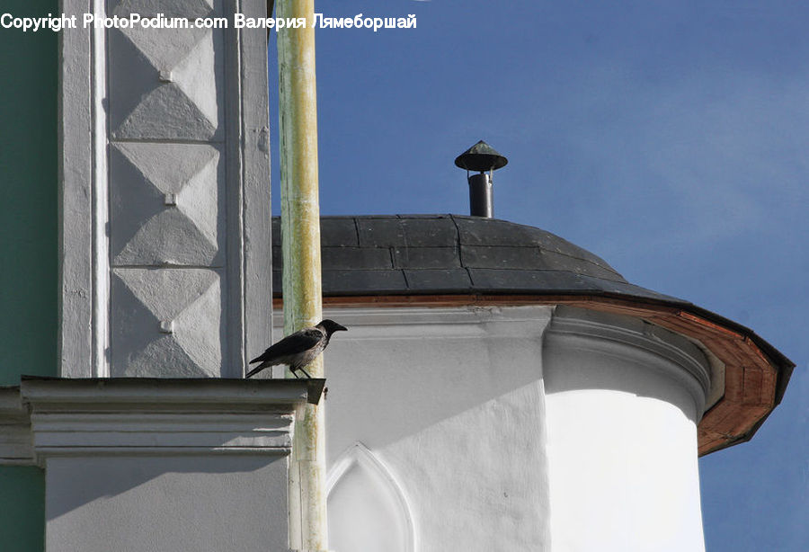 Bird, Light Fixture, Architecture, Bell Tower, Clock Tower, Tower, Swallow
