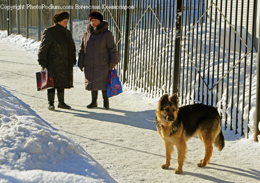 Human, People, Person, Animal, Canine, Dog, German Shepherd