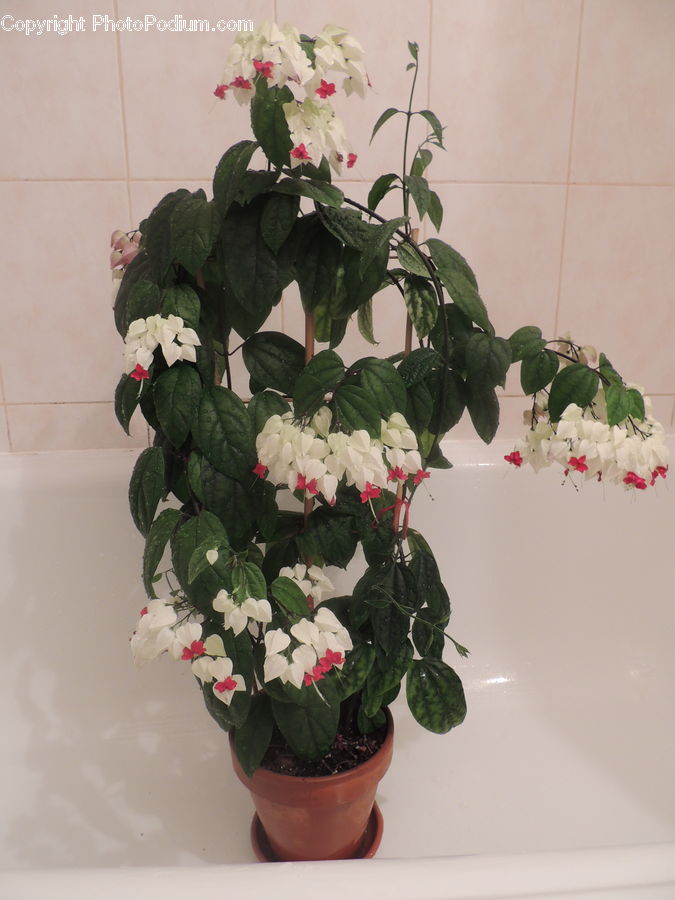 Plant, Potted Plant, Floral Design, Flower, Flower Arrangement, Flower Bouquet, Ikebana