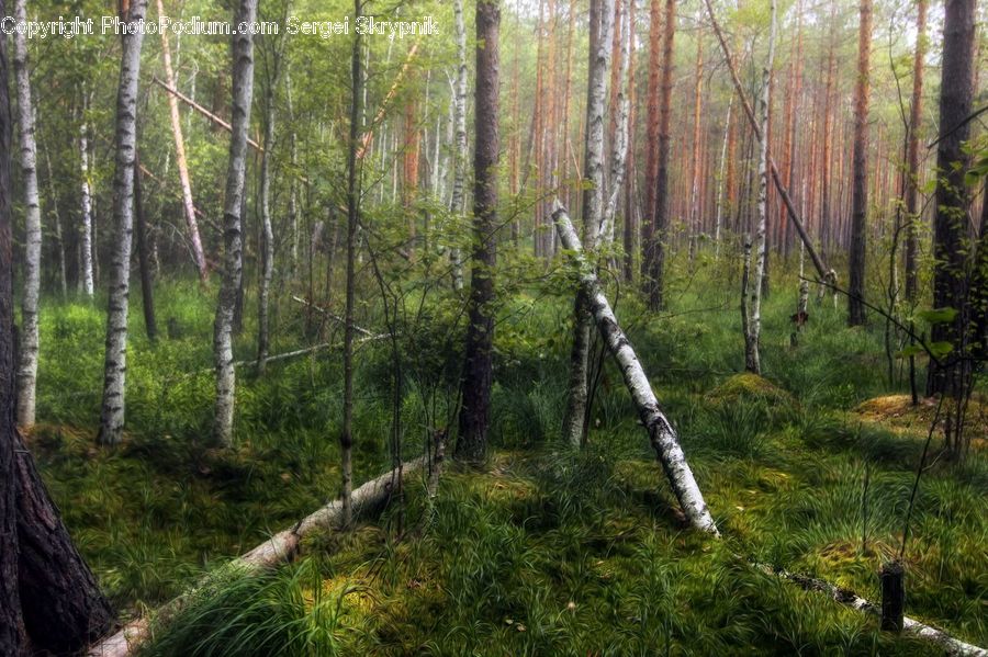 Birch, Tree, Wood, Forest, Vegetation, Fir, Grove