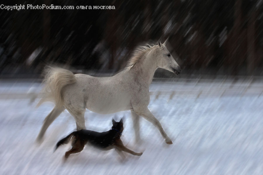 Animal, Colt Horse, Foal, Horse, Mammal, Antler, Abyssinian
