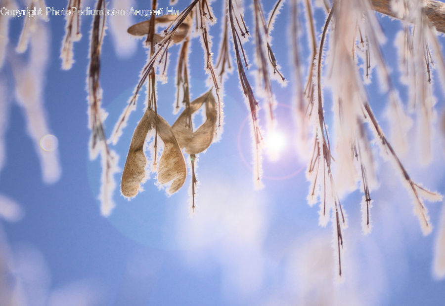 Frost, Ice, Outdoors, Snow, Conifer, Fir, Plant