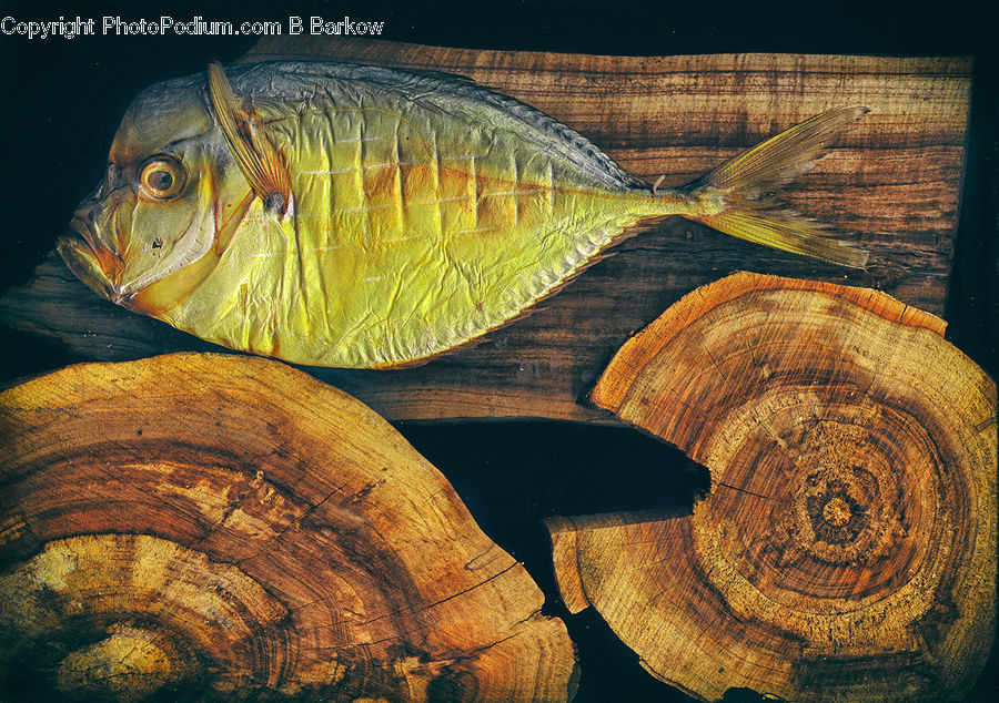 Fish, Sea Life