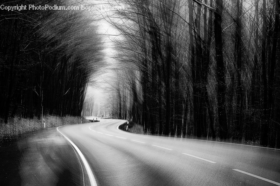Road, Forest, Vegetation, Freeway, Highway, Birch, Tree