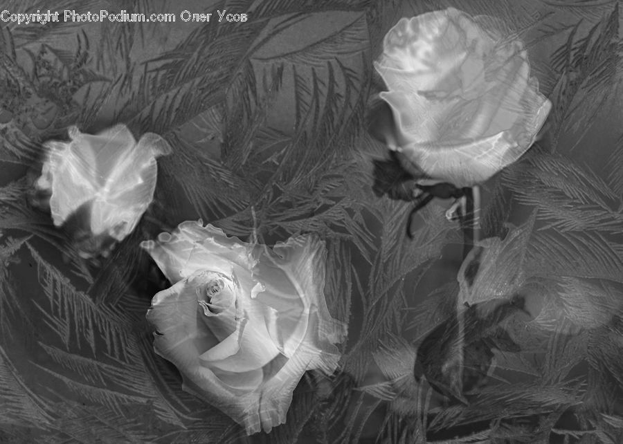 People, Person, Human, Blossom, Flower, Plant, Rose