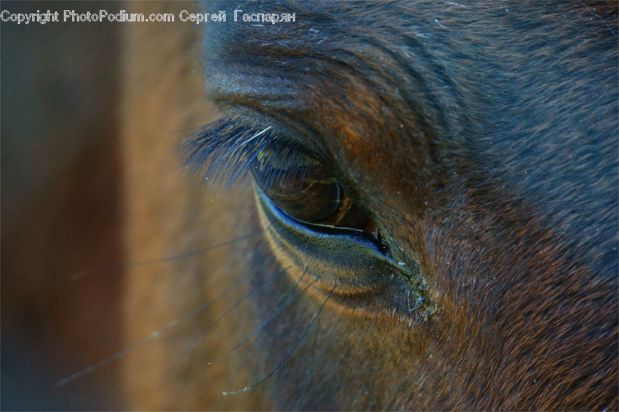 Animal, Colt Horse, Foal, Horse, Mammal