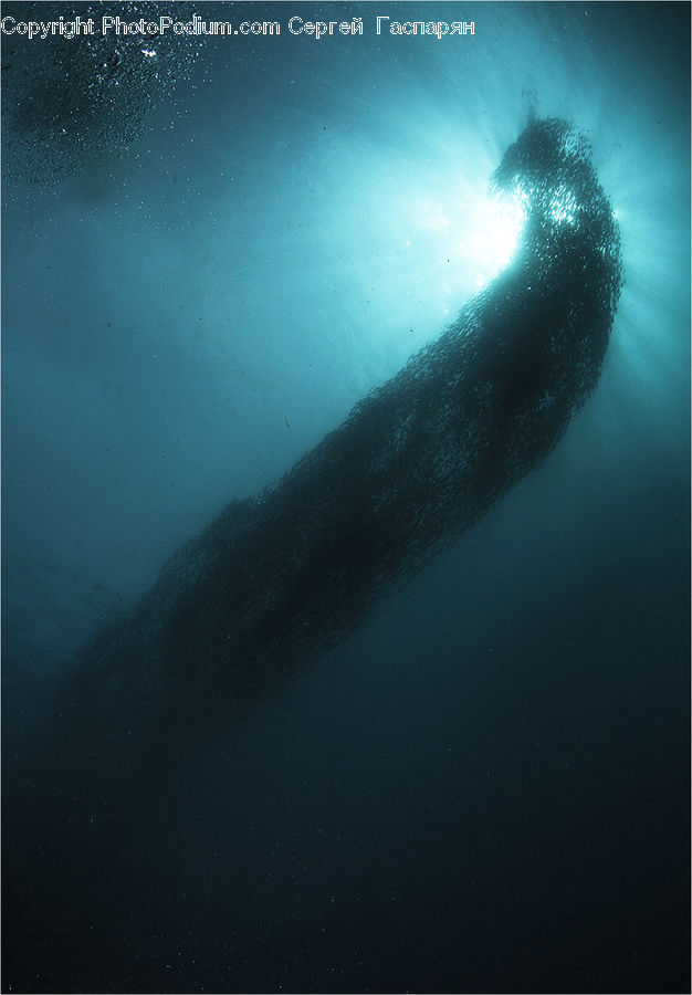 Animal, Fish, Humpback, Sea Life, Whale