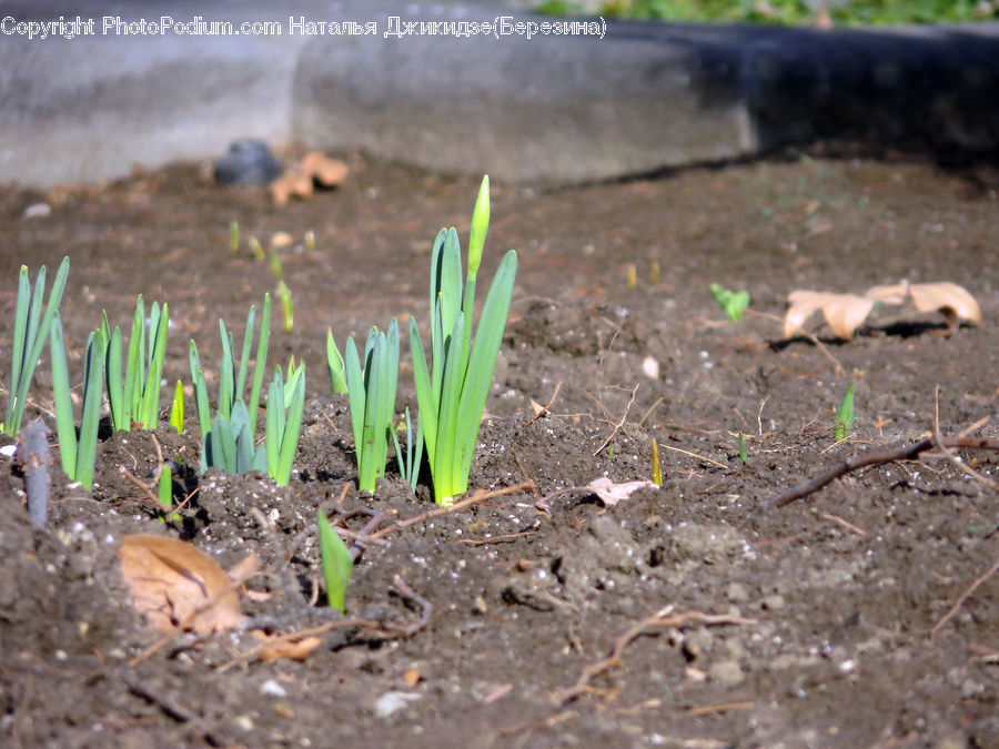 Asparagus, Produce, Vegetable, Soil, Field, Grass, Grassland