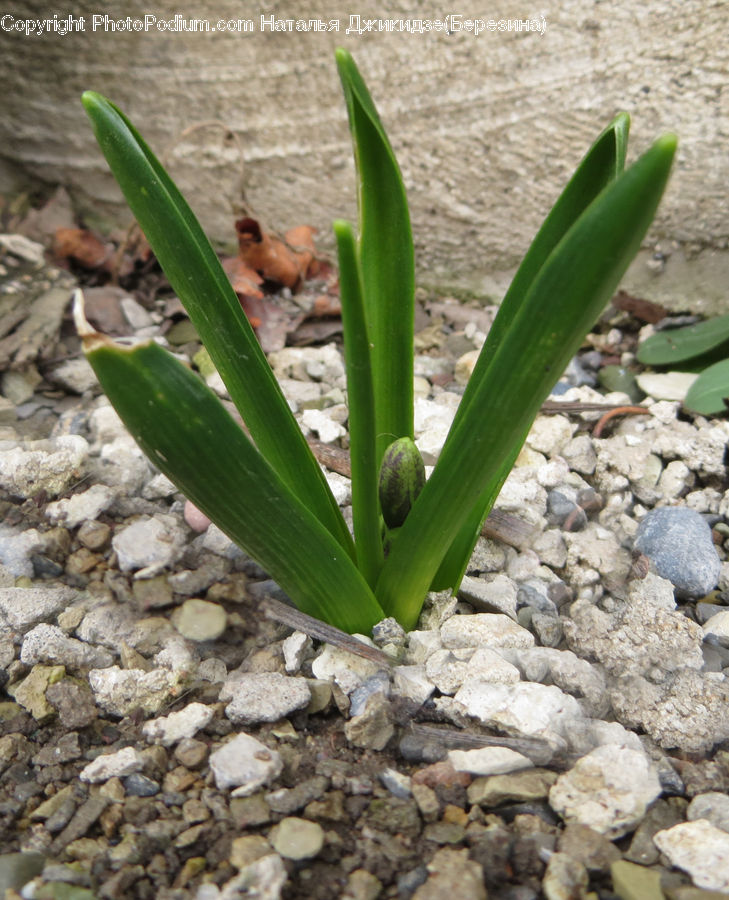 Rock, Okra, Plant, Produce, Vegetable, Cactus, Fiber