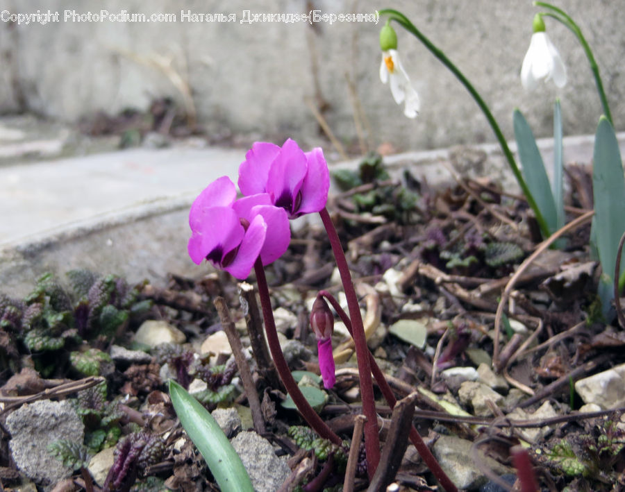 Blossom, Crocus, Flora, Flower, Plant, Kohlrabi, Vegetable