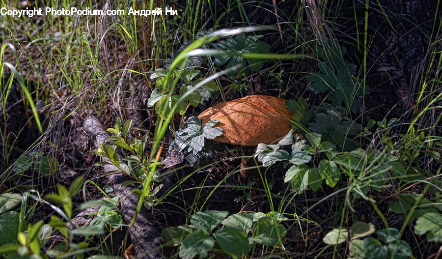 Agaric, Amanita, Fungus, Mushroom, Plant, Acanthaceae, Annonaceae