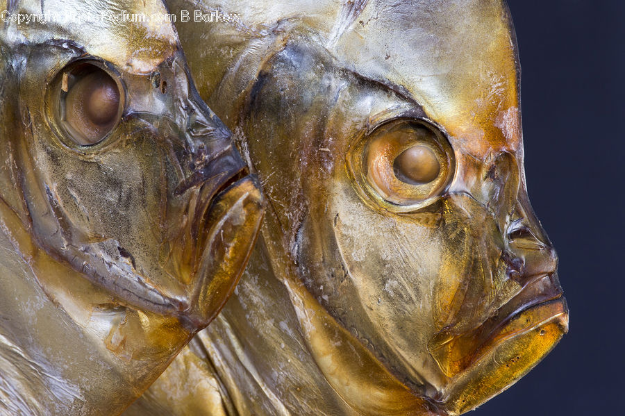 Carp, Fish, Sea Life, Head, Portrait