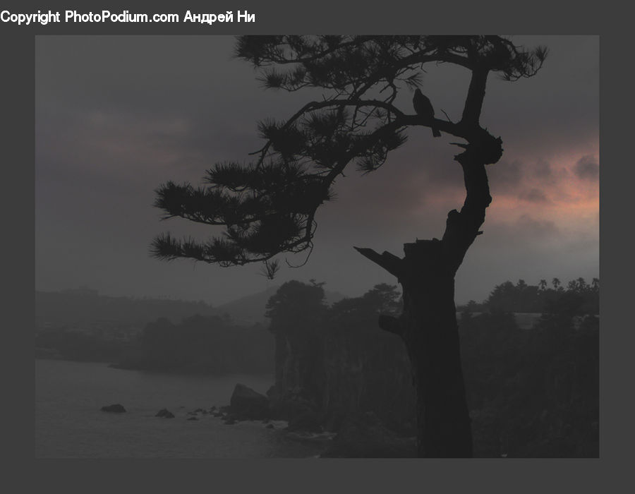 Silhouette, Plant, Tree, Oak, Wood, Fog, Mist