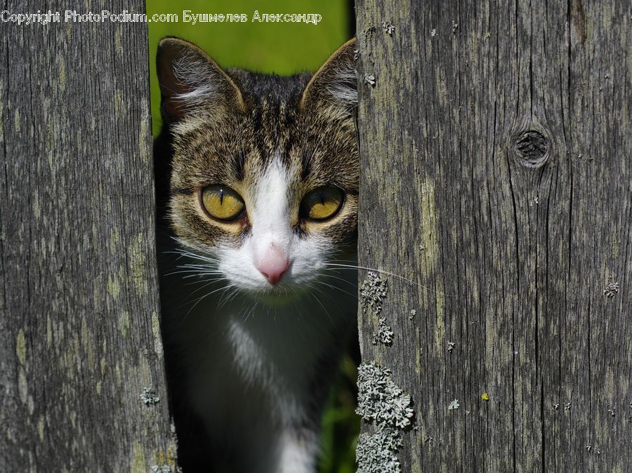 Animal, Cat, Mammal, Pet, Manx, Abyssinian