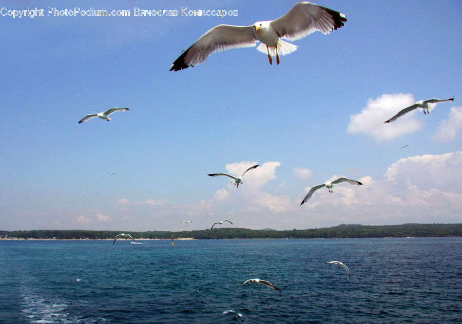 Bird, Seagull, Swallow, Kite Bird, Crane Bird, Heron, Beak