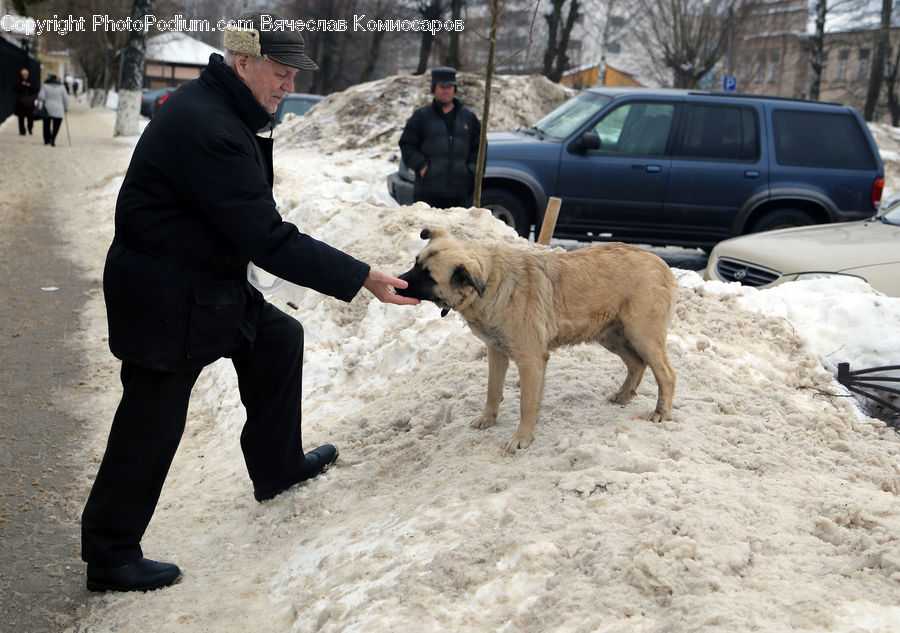 Human, People, Person, Animal, Canine, Dog, Eskimo Dog