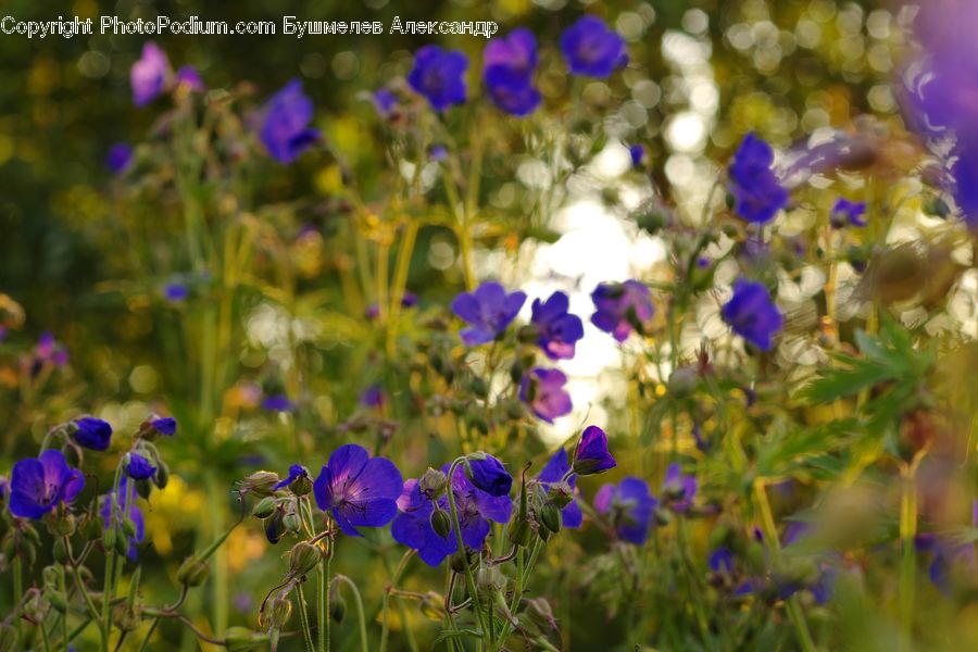 Blossom, Flora, Flower, Geranium, Plant, Violet, Fiber