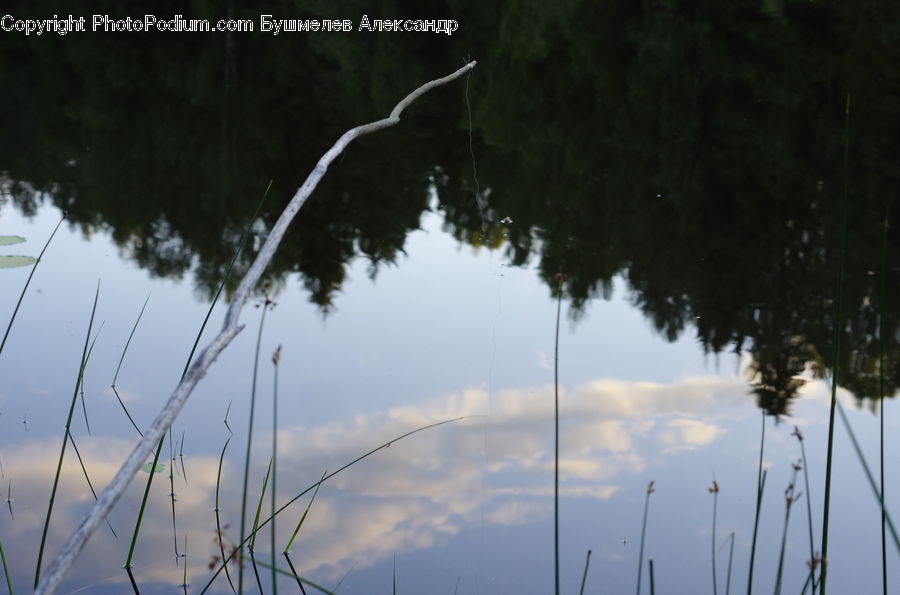 Grass, Plant, Reed, Field, Grassland, Land, Marsh