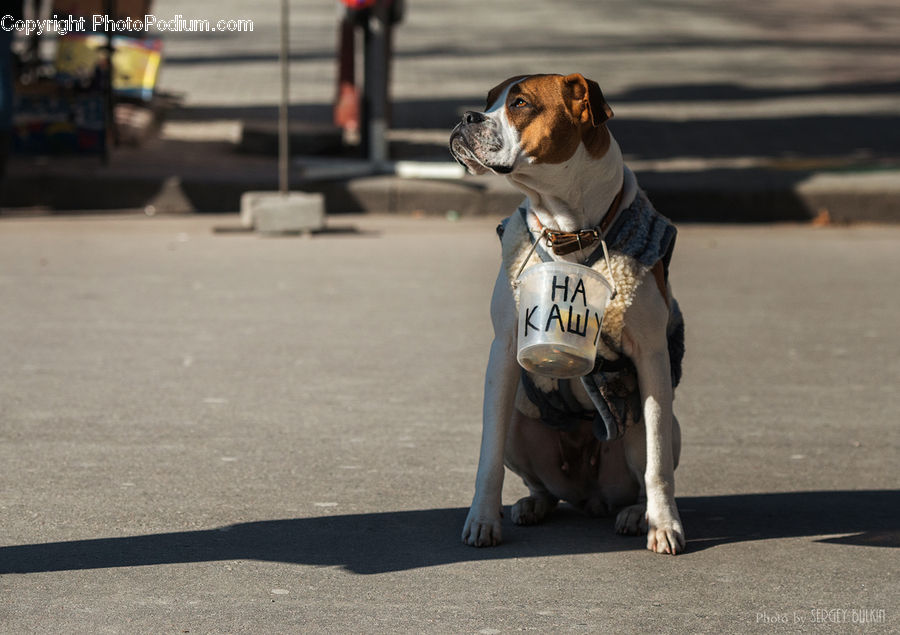 Animal, Boxer, Bulldog, Canine, Dog, Mammal, Pet