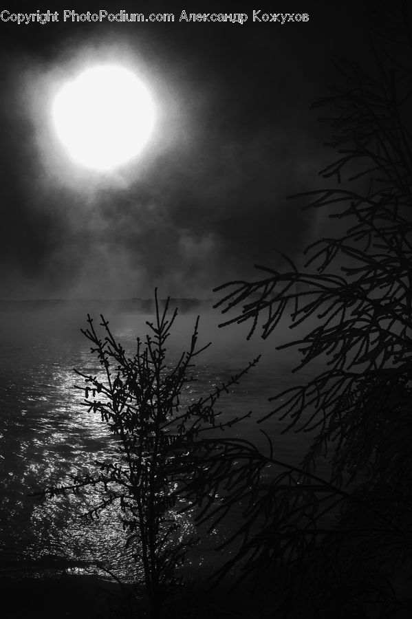 Astronomy, Moon, Night, Outdoors, Space, Plant, Tree
