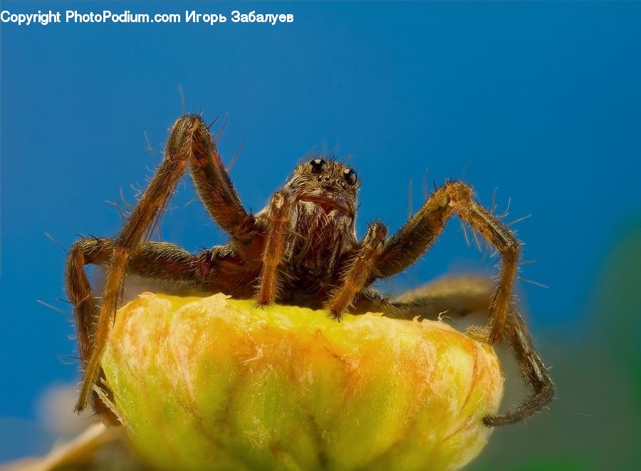 Arachnid, Garden Spider, Insect, Invertebrate, Spider, Tarantula, Palm Tree