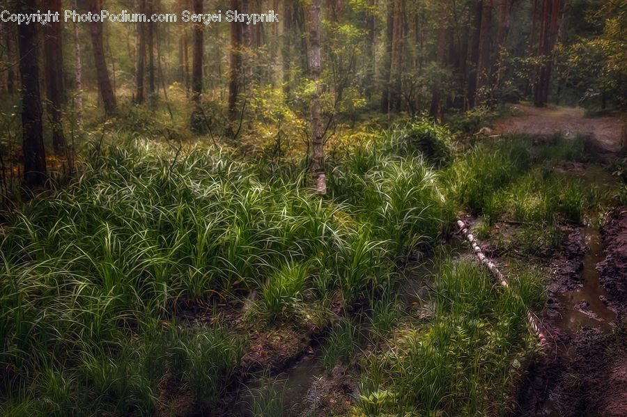 Forest, Vegetation, Field, Grass, Grassland, Plant, Reed