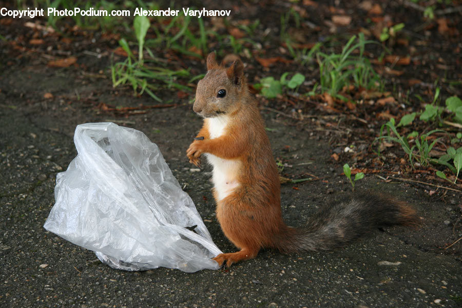 Animal, Mammal, Rodent, Squirrel, Forest, Jungle, Rainforest