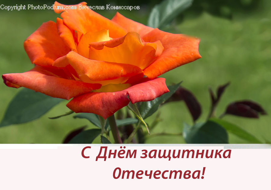 Blossom, Flower, Plant, Rose, Flora, Gladiolus, Geranium