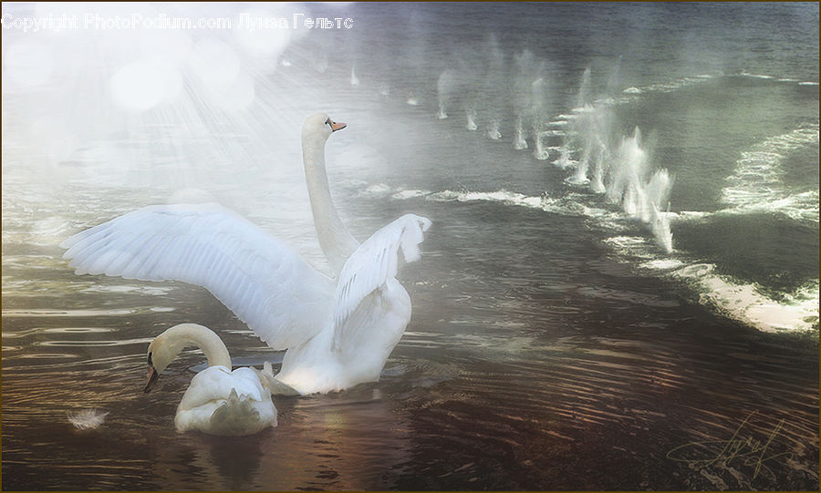 Bird, Swan, Waterfowl, Outdoors, Sea, Sea Waves, Water