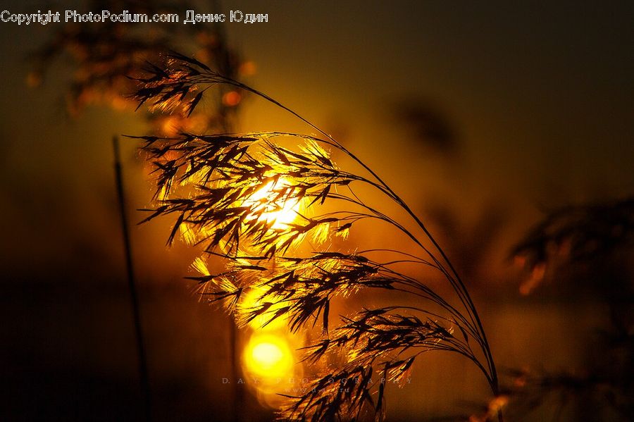 Field, Grass, Grassland, Plant, Grain, Wheat, Reed