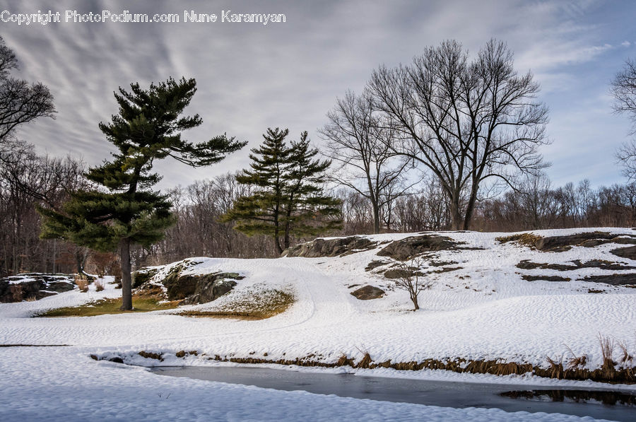 Ice, Outdoors, Snow, Conifer, Fir, Plant, Tree