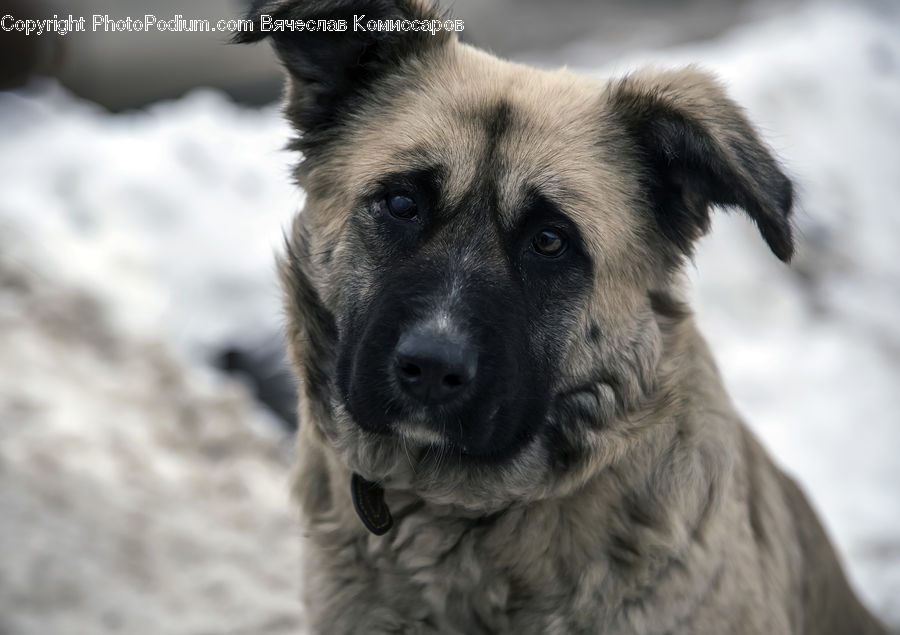 Animal, Canine, Dog, German Shepherd, Mammal, Pet, Husky