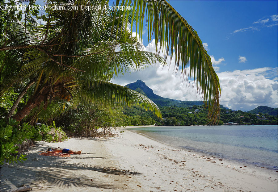 Beach, Coast, Outdoors, Sea, Water, Forest, Jungle