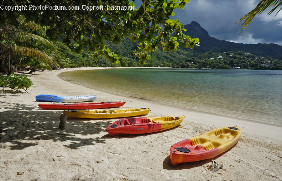 Boat, Canoe, Rowboat, Fern, Plant, Watercraft, Kayak