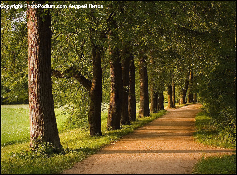 Dirt Road, Gravel, Road, Forest, Vegetation, Path, Walkway