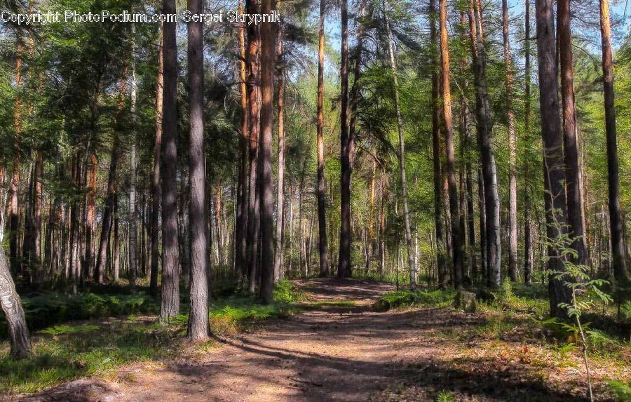 Forest, Vegetation, Grove, Land, Dirt Road, Gravel, Road