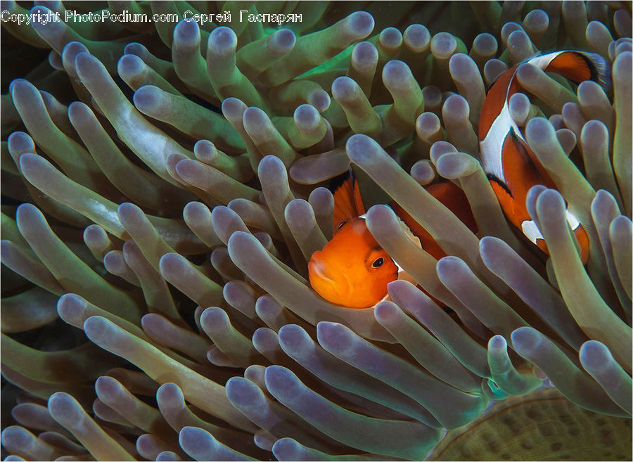 Invertebrate, Sea Anemone, Sea Life, Fish, Coral Reef, Outdoors, Reef