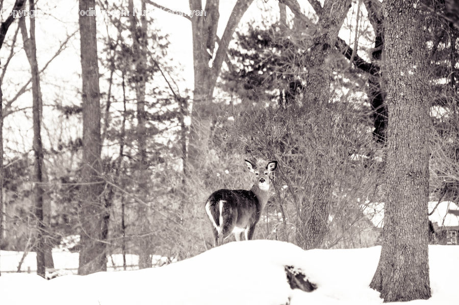 Animal, Deer, Mammal, Wildlife, Forest, Vegetation, Canine