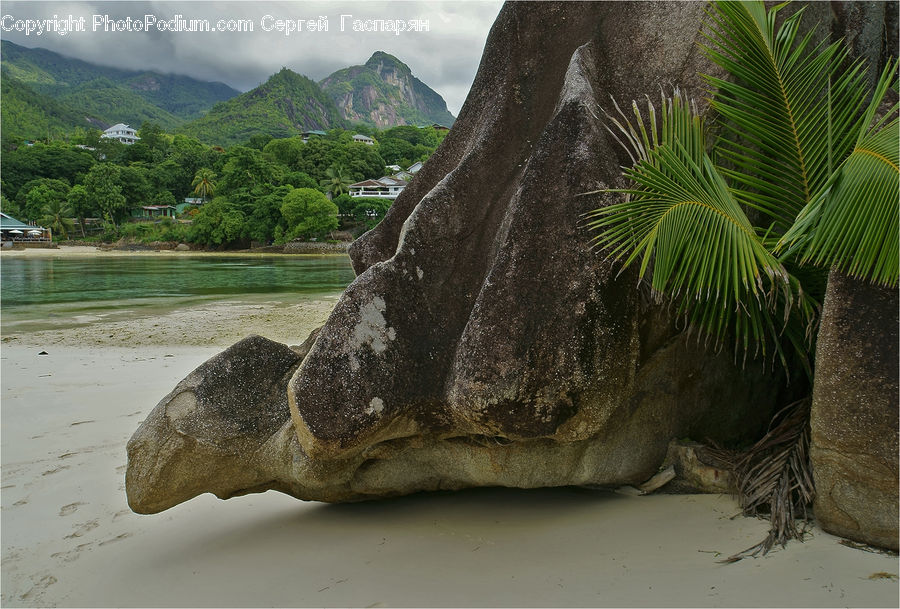 Arecaceae, Palm Tree, Plant, Tree, Iguana, Lizard, Reptile