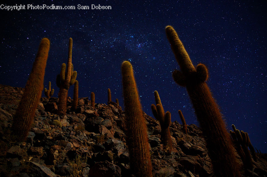 Cactus, Plant, Galaxy, Milky Way, Nebula, Night, Outdoors