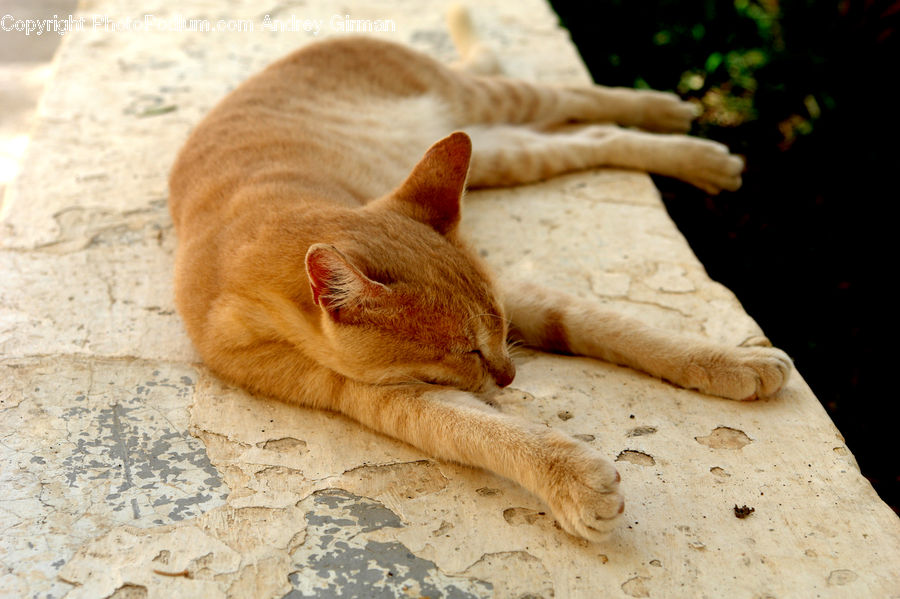 Abyssinian, Animal, Cat, Mammal, Pet, Canine, Chihuahua