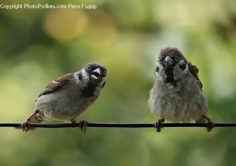 Bird, Sparrow, Finch, Wren