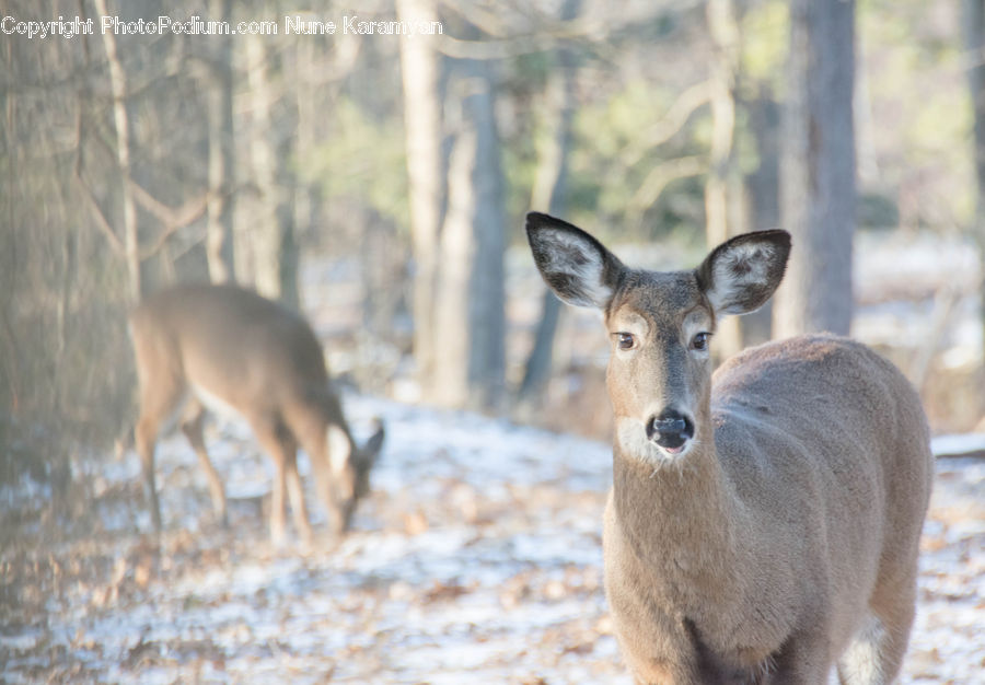 Animal, Deer, Mammal, Wildlife, Canine, Coyote, Grey Fox