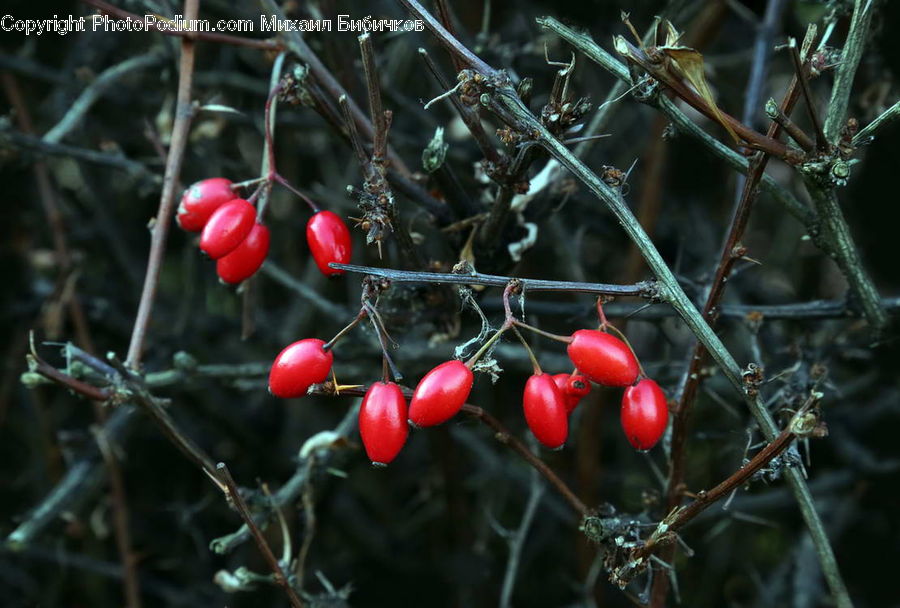 Cherry, Fruit, Plant, Blossom, Flora, Flower, Conifer